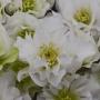 HELLEBORE WEDDING BELLS #1