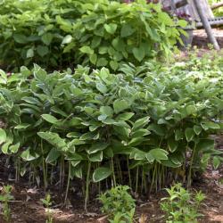 SOLOMON'S SEAL VARIEGATUM #1