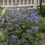 JACOB'S LADDER HEAVEN SCENT #1