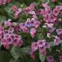 LUNGWORT PRETTY IN PINK #1