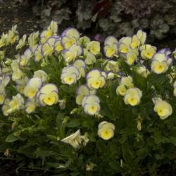 TUFTED VIOLET ETAIN #1