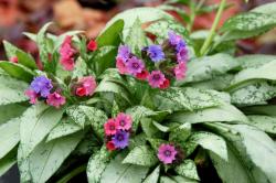 LUNGWORT SILVER BOUQUET #1