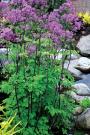 MEADOW RUE BLACK STOCKINGS #1