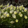 TUFTED VIOLET ETAIN #1