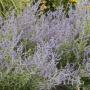 RUSSIAN SAGE ATRIPLICIFOLIA #1