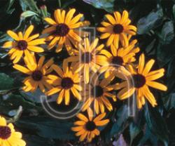 RUDBECKIA VIETTE'S LITTLE #1