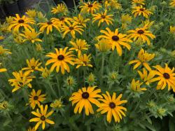 RUDBECKIA GLITTERS LIKE GOLD #1