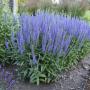 SPEEDWELL BLUE SKYWALKER #1