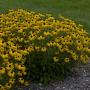 RUDBECKIA AMERICAN GOLD RUSH #1