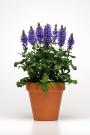 SALVIA BLUE MARVEL #1