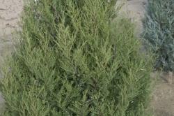 JUNIPER CHIN SPARTAN #6