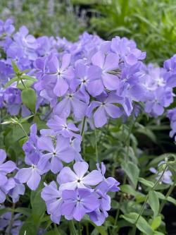 WOODLAND PHLOX BLUE MOON #1