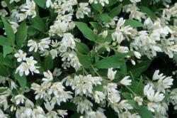 DEUTZIA GRACILIS NIKKO #2