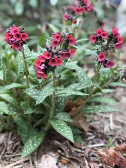 LUNGWORT LISA MARIE #1