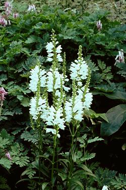 OBEDIENT PLANT MISS MANNERS #1