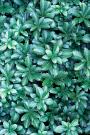 PACHYSANDRA GREEN CARPET 6-PACK