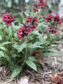 LUNGWORT LISA MARIE #1