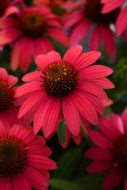 CONEFLOWER SMBR BAJA BURGUNDY #1