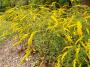 GOLDENROD FIREWORKS #1