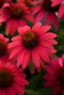 CONEFLOWER SMBR BAJA BURGUNDY #1