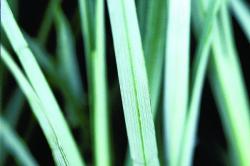 SEDGE BLUE ZINGER #1