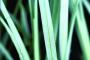 SEDGE BLUE ZINGER #1