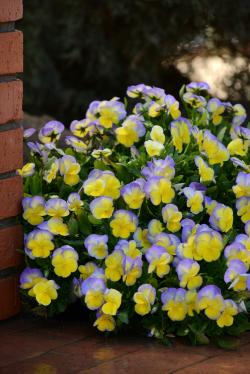 TUFTED VIOLET HALO LILAC #1