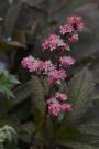 RODGERSIA PINNATA SUPERBA #1