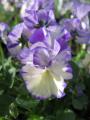 TUFTED VIOLET REBECCA #1