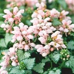 LAMIUM PINK PEWTER 6-PACK