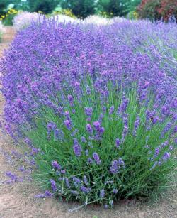 LAVENDER VIOLET INTRIGUE #1