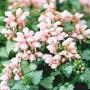 LAMIUM PINK PEWTER 6-PACK