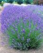 LAVENDER VIOLET INTRIGUE #1