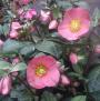 HELLEBORE PENNY'S PINK #1