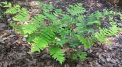 ROYAL FERN #1