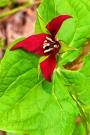WAKEROBIN TRILLIUM 5"