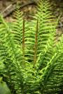 CINNAMON FERN #1