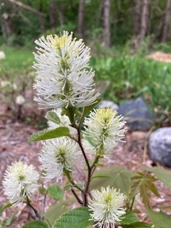 FOTHERGILLA GARDENII #3