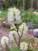 FOTHERGILLA GARDENII #3