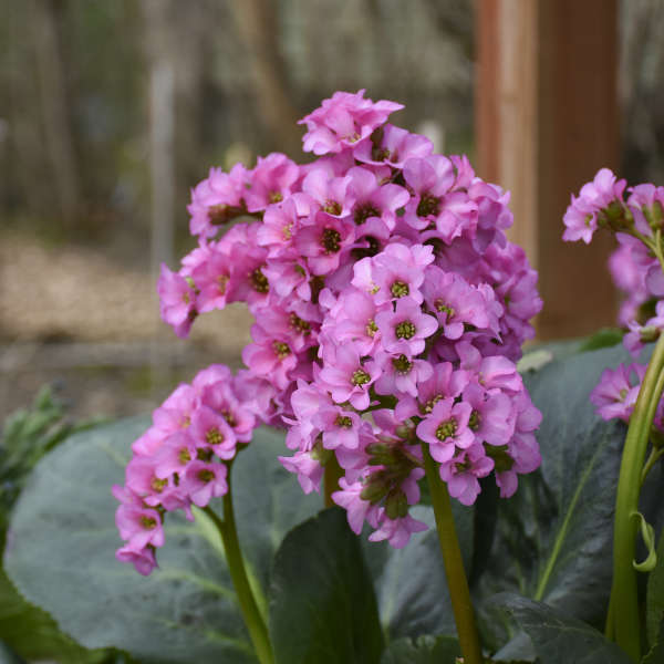 BERGENIA MISS PIGGY #1