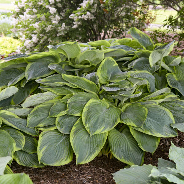 HOSTA WU-LA-LA #1