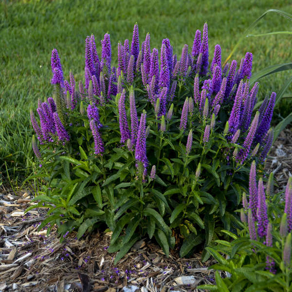 SPEEDWELL PURPLE ILLUSION #1