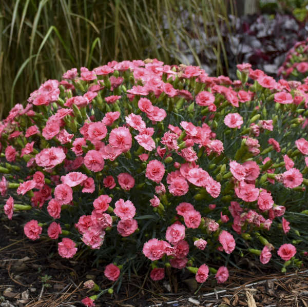 DIANTHUS CLASSIC CORAL #1