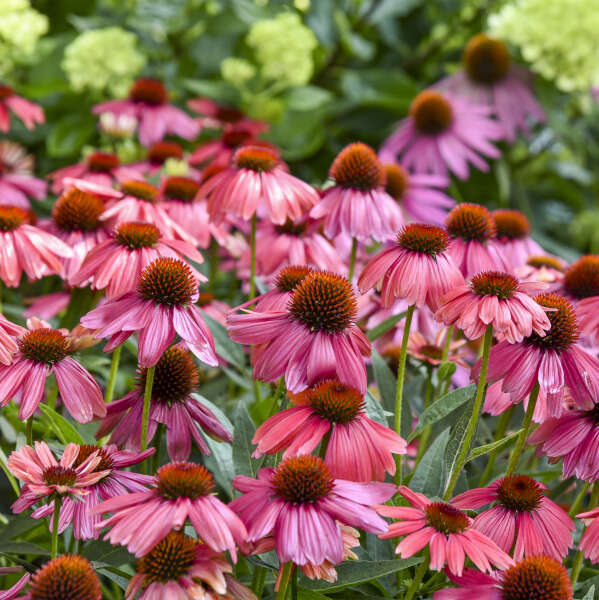 CONEFLOWER SMRSONG FIREFINCH #1
