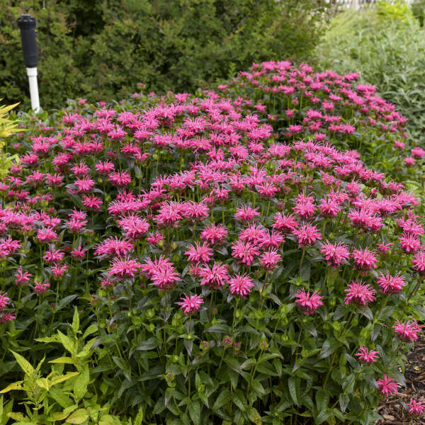 BEE BALM PINK CHENILLE #1