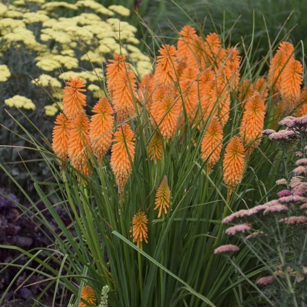Hot Poker Orange Blaze #1
