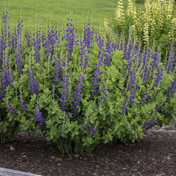 False Indigo Spklg Sapphires #2