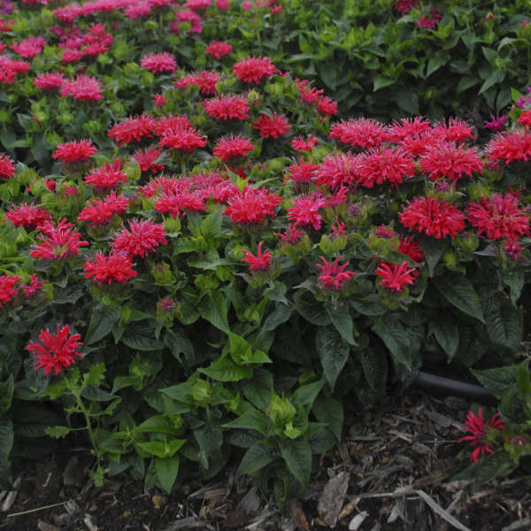 BEE BALM PARDON MY CERISE #1