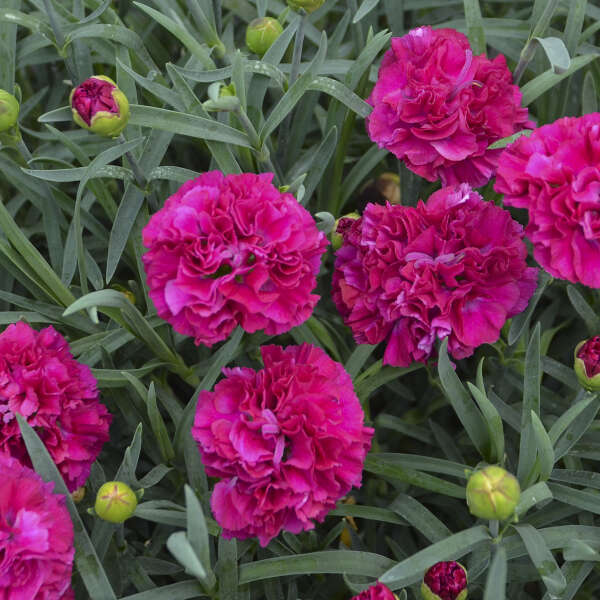 DIANTHUS FUNKY FUCHSIA #1