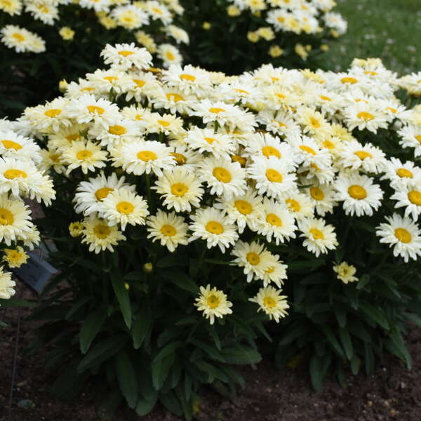 SHASTA DAISY BANANA CRM II #1